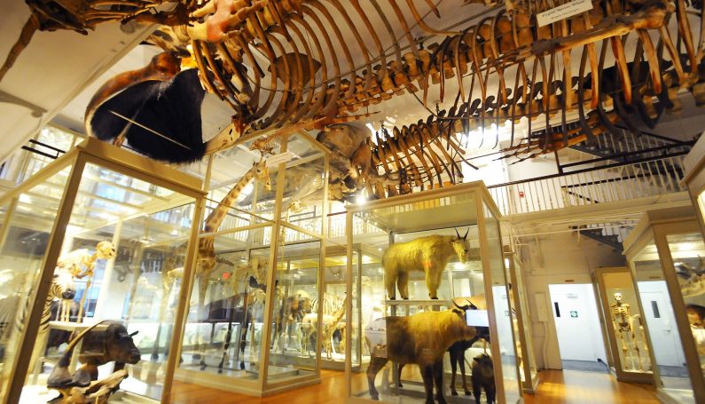 Natrural History Museum featuring large animal skeletons on the ceiling and animal statues in glass cases.