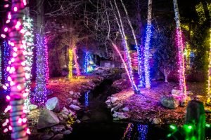 Treetrunks wrapped in Christmas lights along a stream.