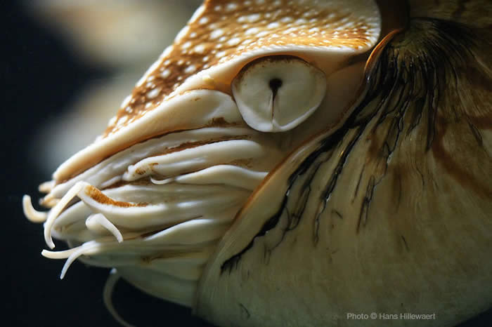2016_TENTACLES_nautilus-eye