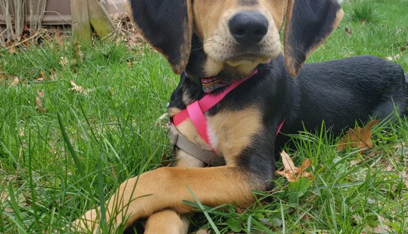 getting a puppy - Boston Moms Blog