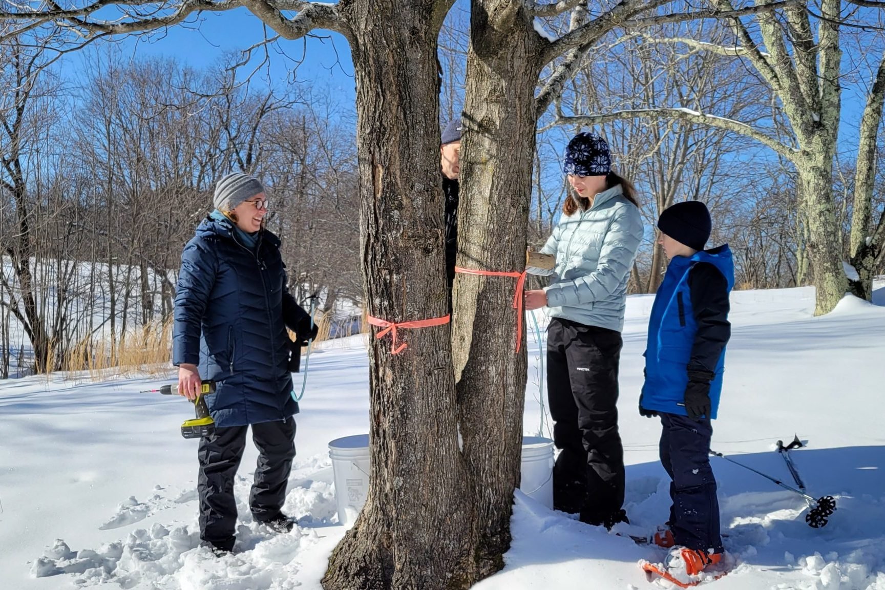 Chestnut Hill Farm near Boston, maple sugar tapping