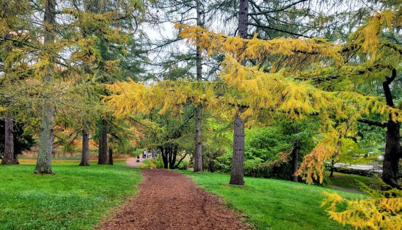Arnold Arboretum — kid-friendly nature walks and hiking trails in Boston