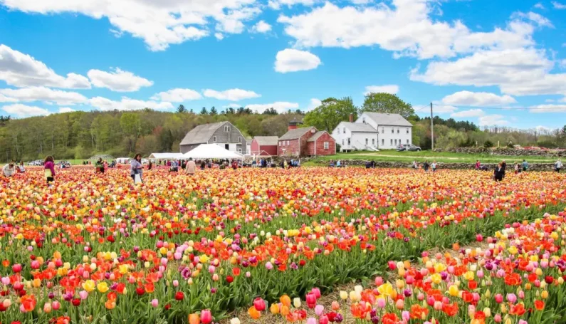 flower farms - Boston Moms Blog