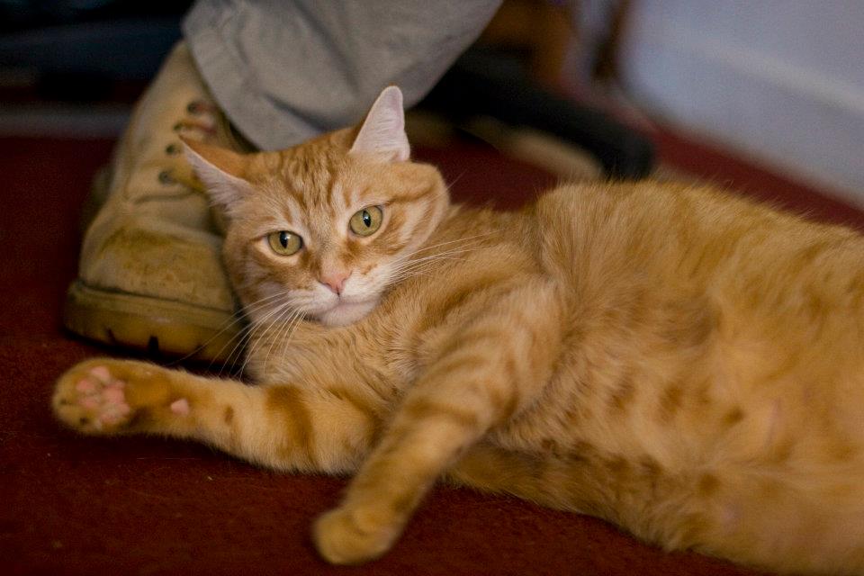 furbabies pets - Boston Moms Blog