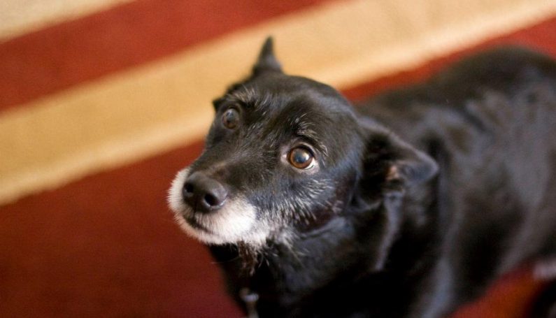 furbabies pets - Boston Moms Blog