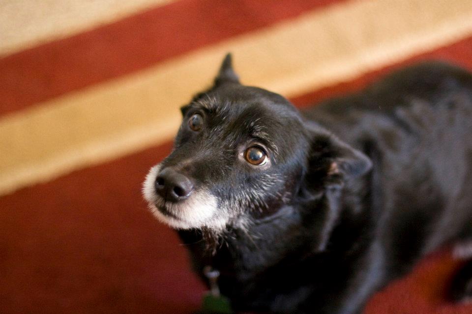 furbabies pets - Boston Moms Blog