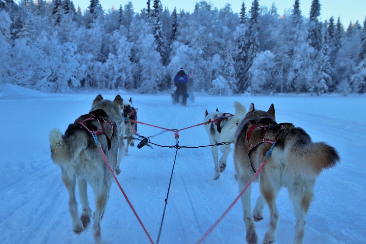 Dog sledding