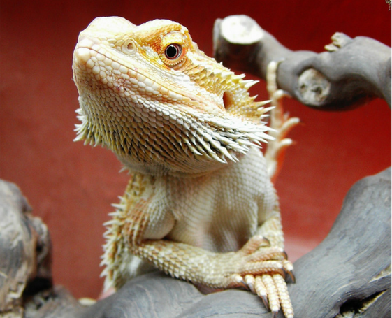 Bearded dragon pet - Boston Moms Blog