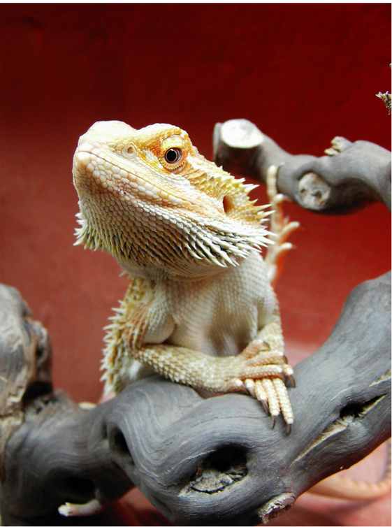 bearded dragon reptile pet