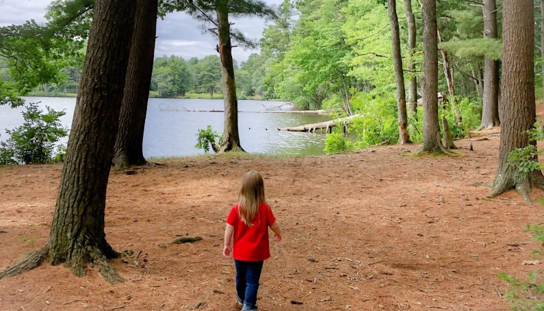 nature woods - Boston Moms Blog