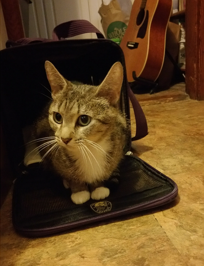 cat pet adoption