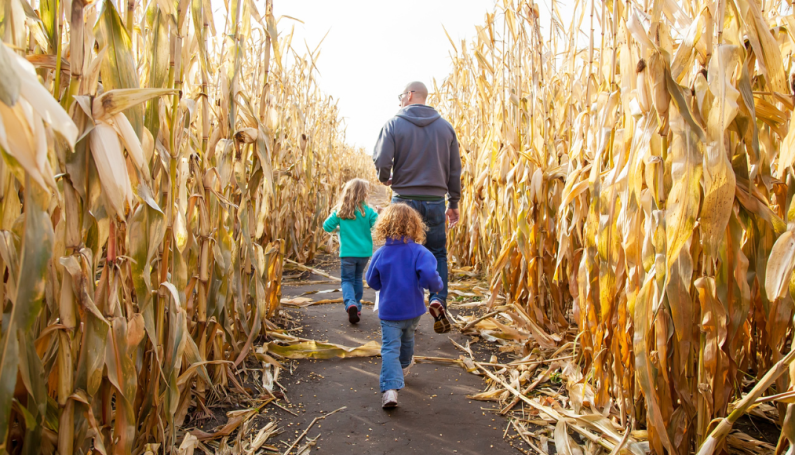 Family in a corn maze