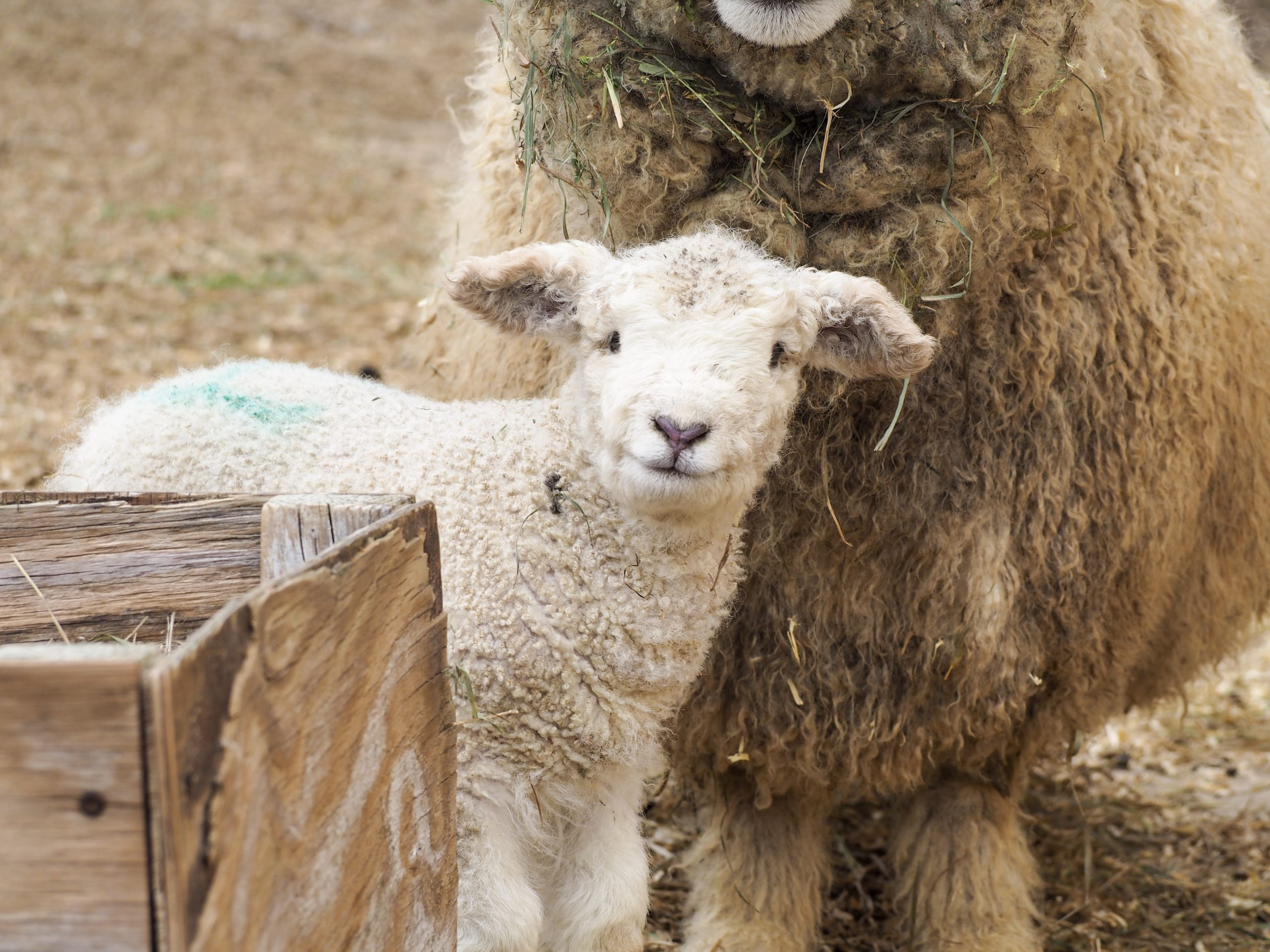 baby lamb at Drumlin Farm in Lincoln, MA