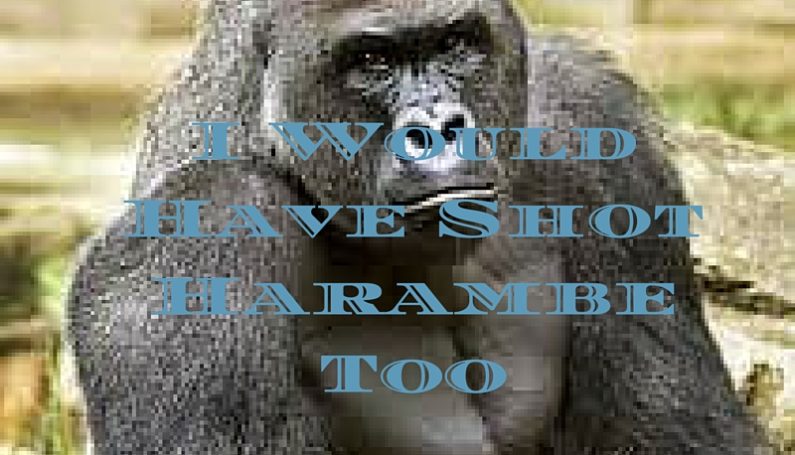 I Would HaveShot Harambe Too - Boston Moms Blog