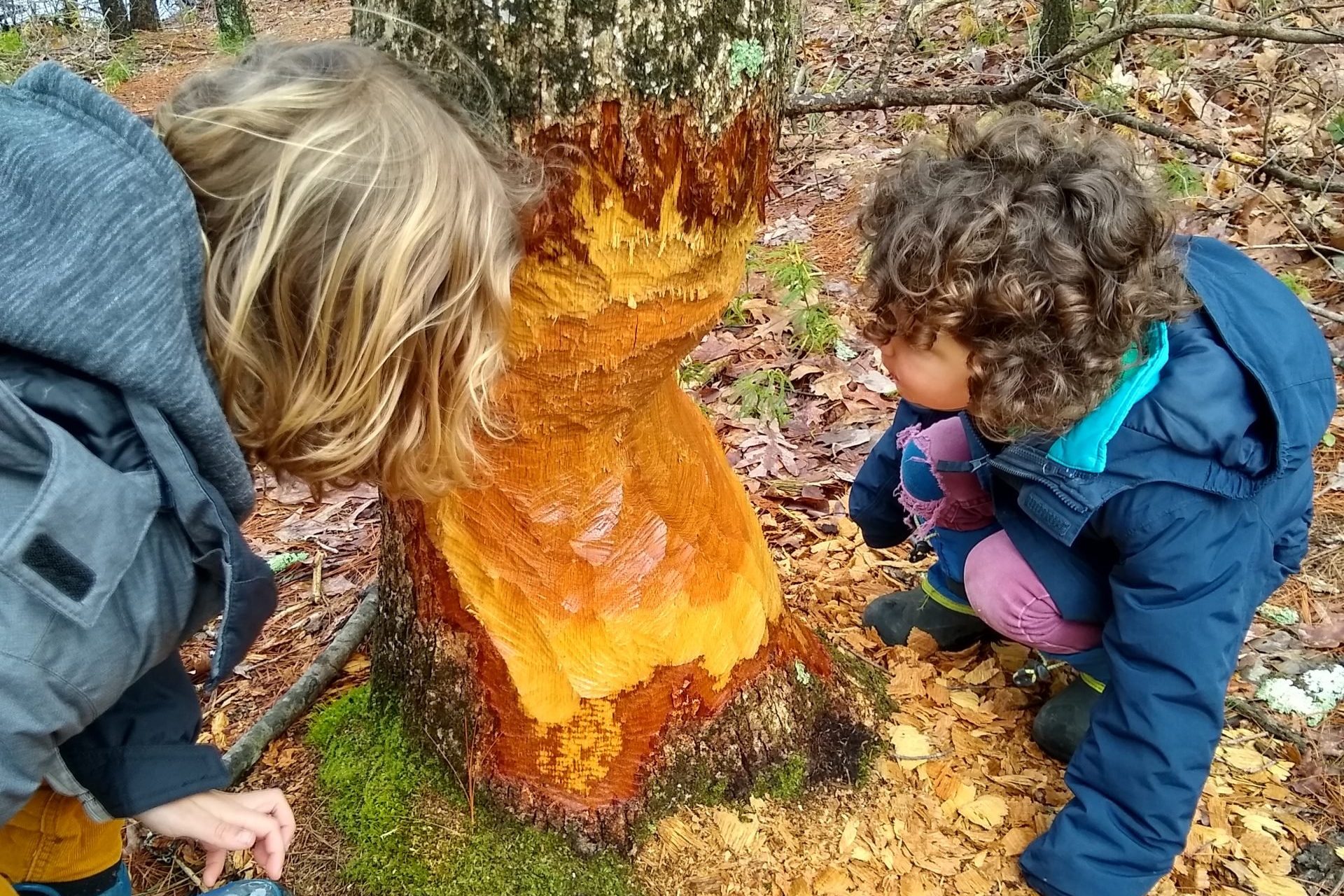Harold Parker State Forest, hikes for kids in Boston
