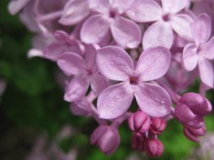 spring in Boston - Boston Moms Blog