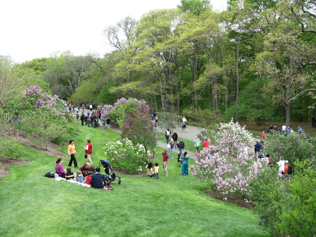 Lilac_Sunday,_Arnold_Arboretum,_Jamaica_Plain_MA