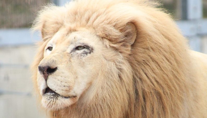 lion at Capron Park Zoo in New England