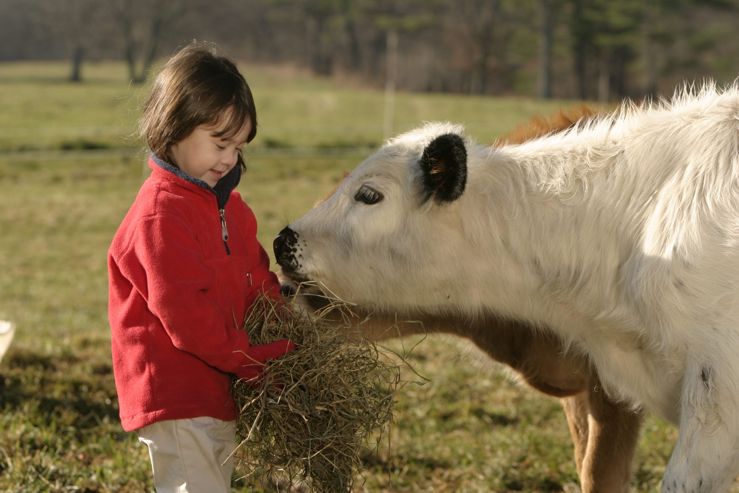 girl feeding cow at Trustees farm