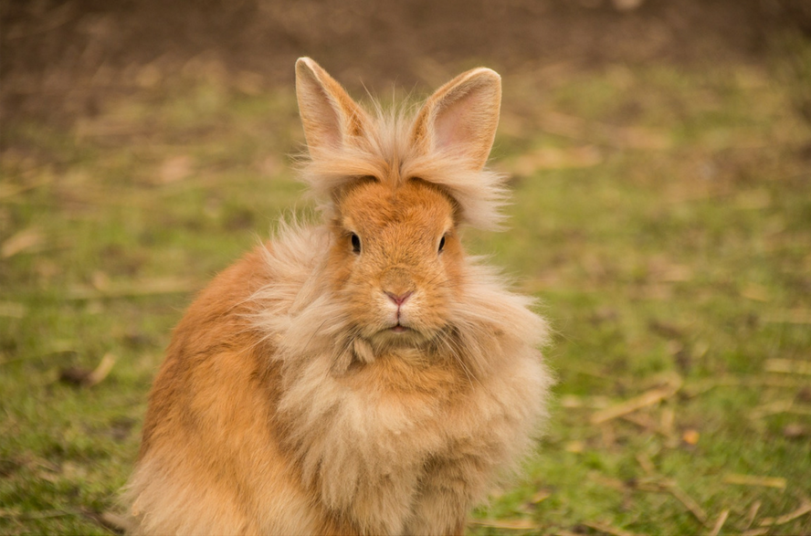 Flurry bunny pet