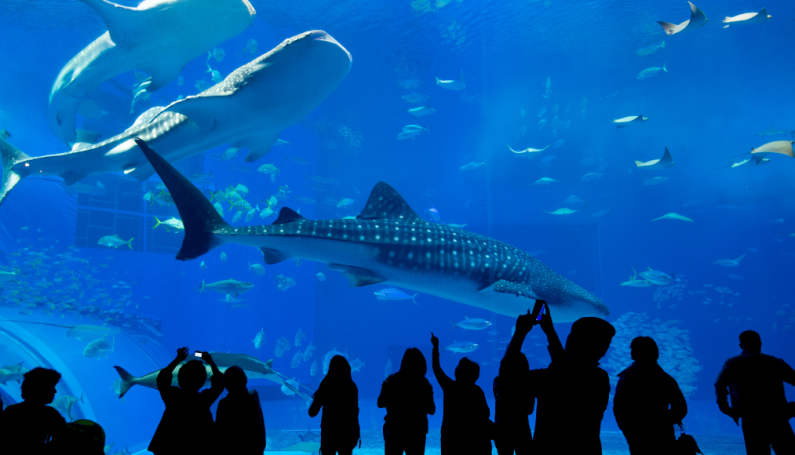 Visiting aquarium