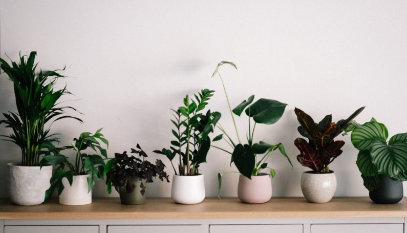 perks of being a plant mom (easy first houseplants)