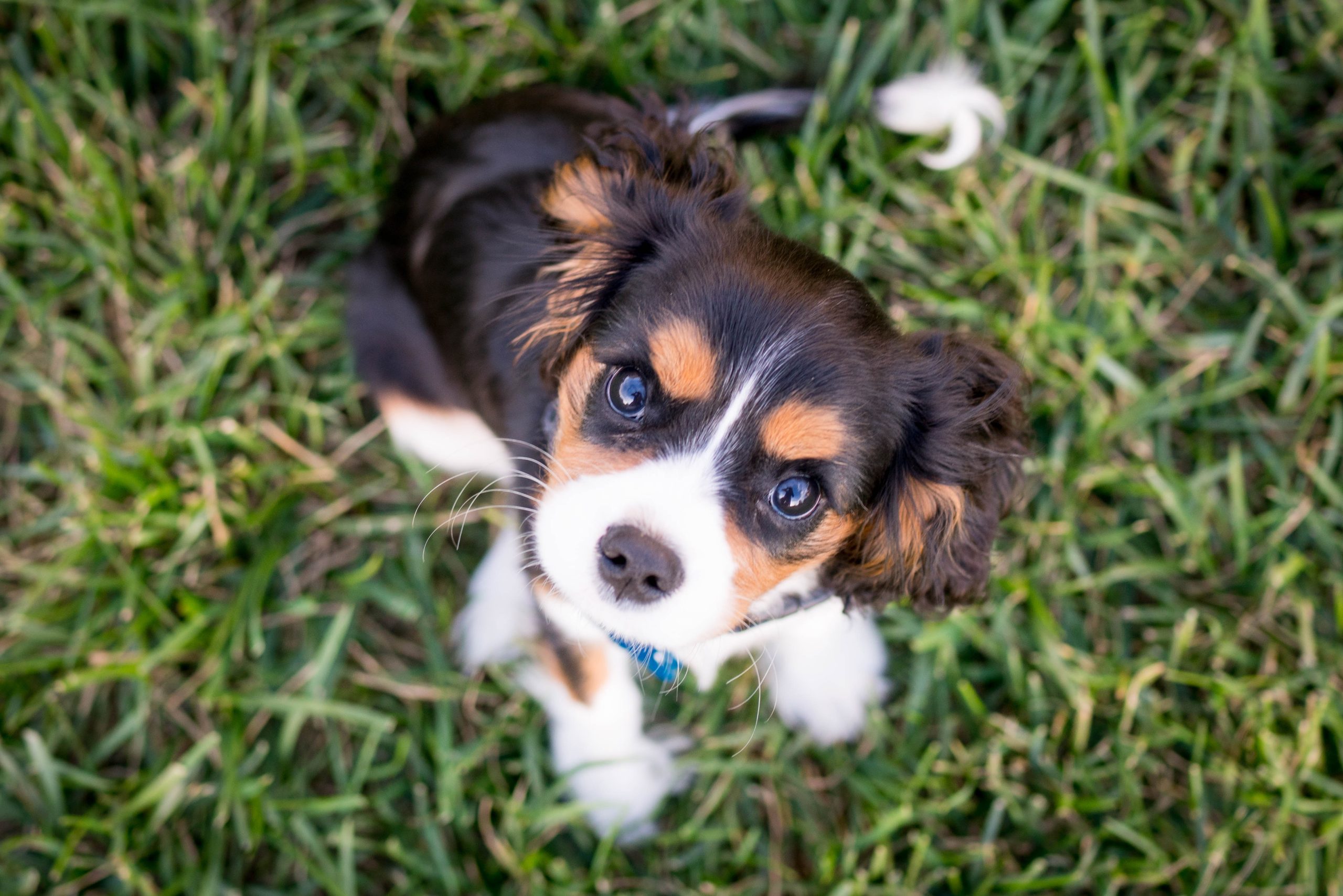 getting a puppy - Boston Moms Blog