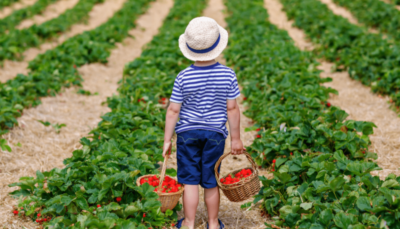 berry picking farms in boston
