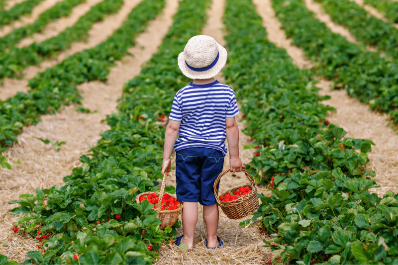 berry picking farms in boston
