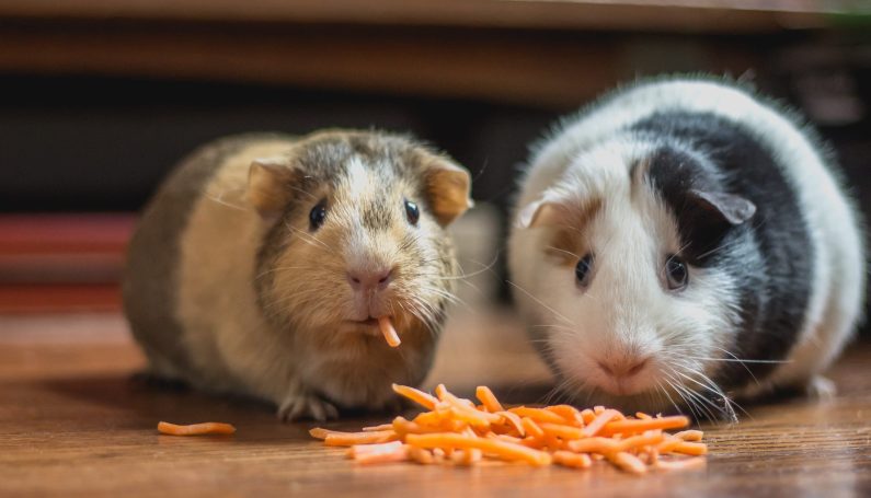 choosing a family pet