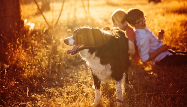 kids and dogs - Boston Moms Blog