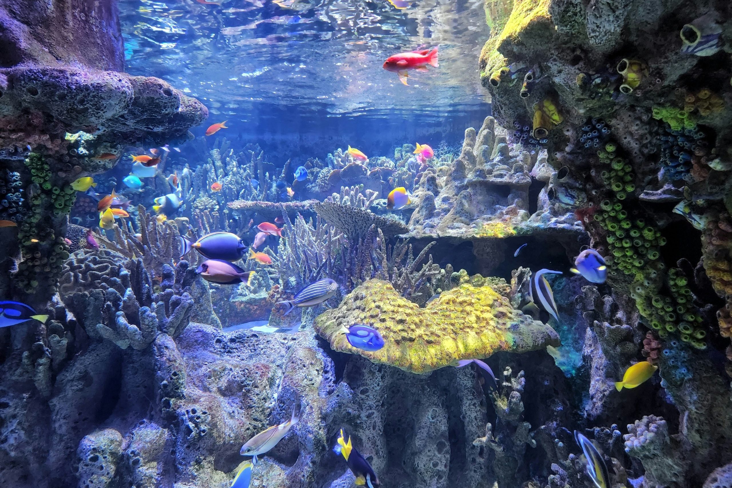 Fish tank and corals at the New England Aquarium