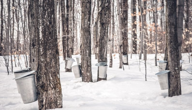 maple syrup production, pails used to collect sap from maple trees in spring (maple sugar tours in Boston)