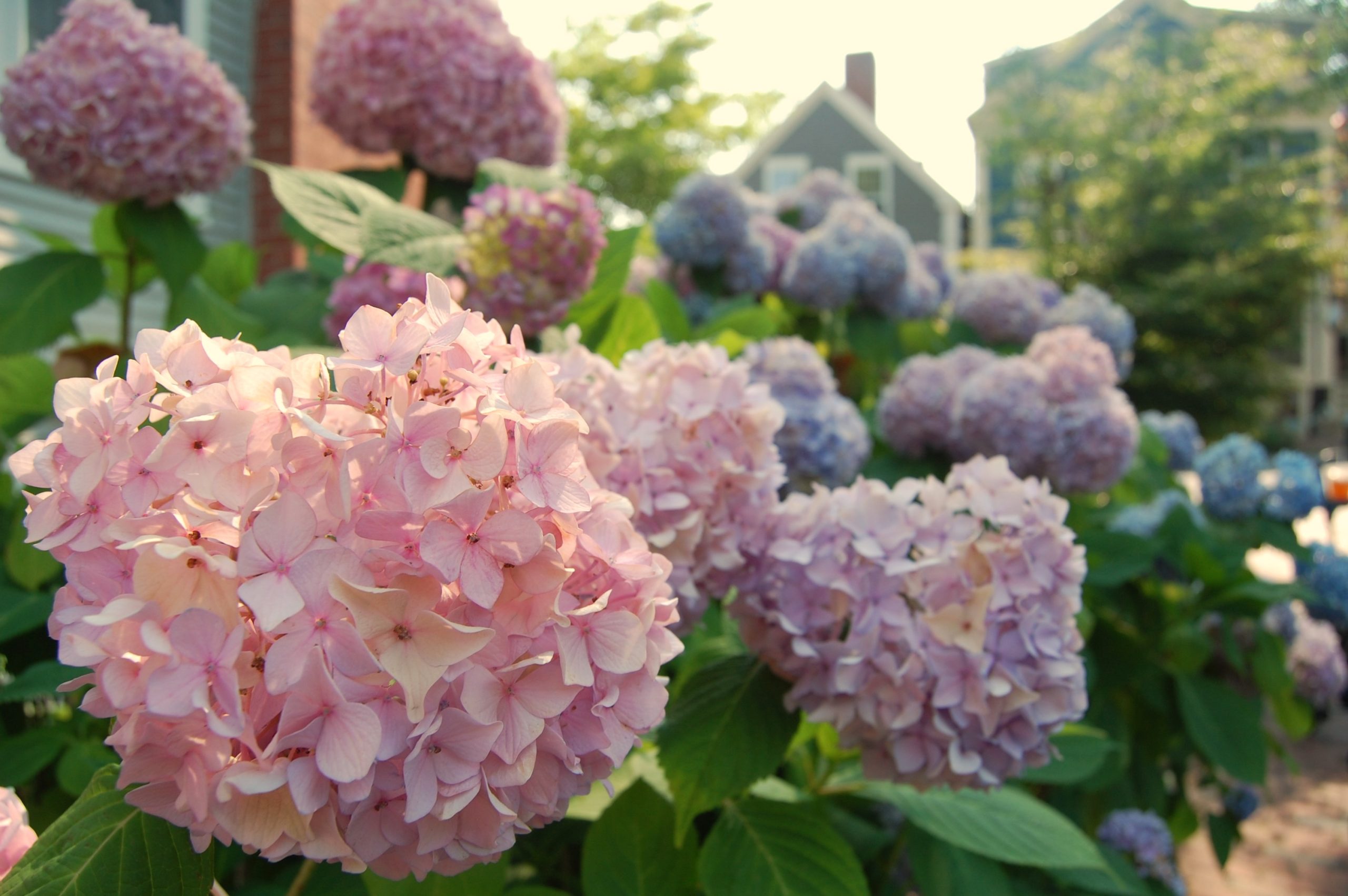Pink, purple and blue hydrangeas in Nantucket, Massachusetts