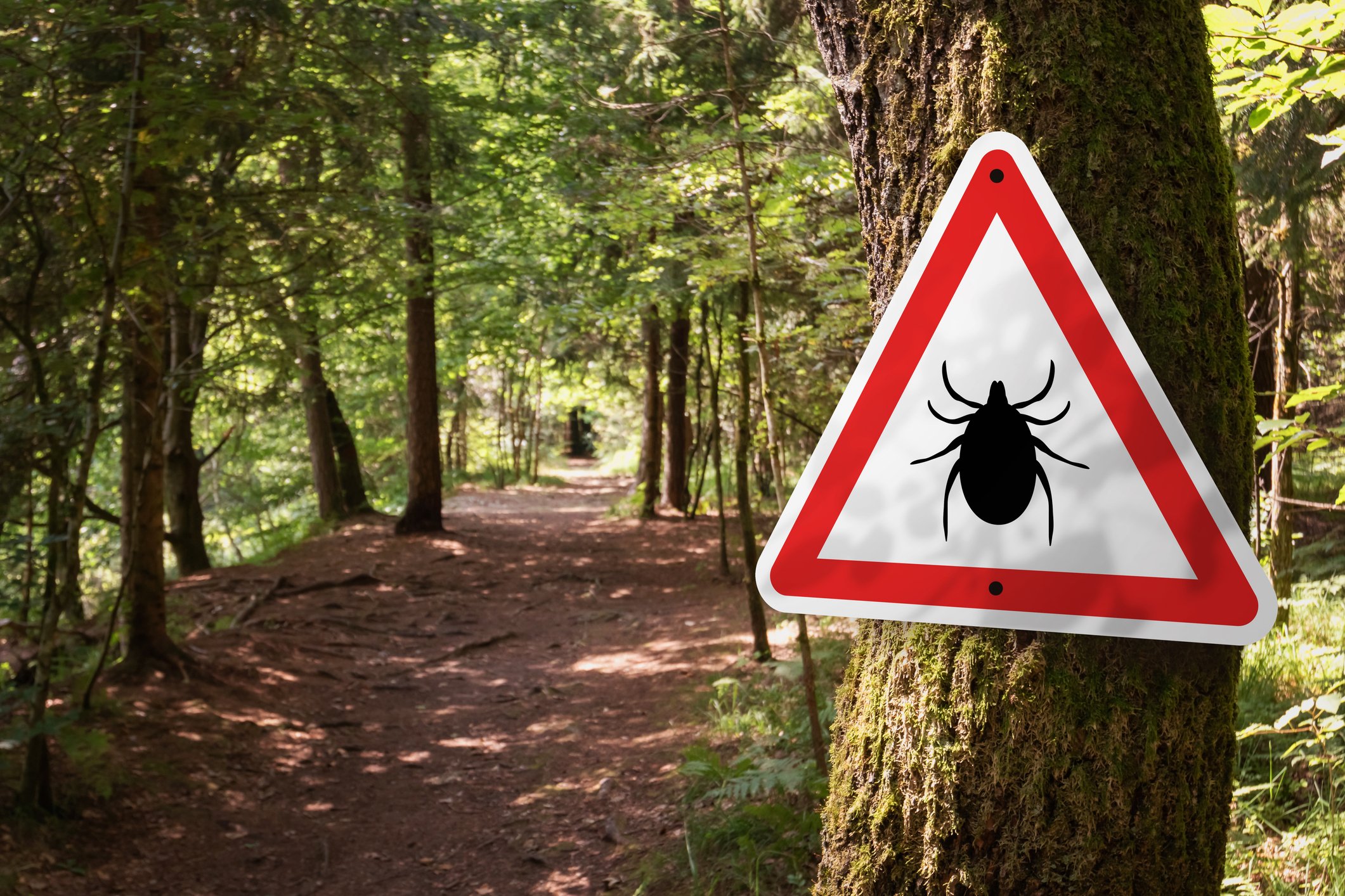 Infected ticks warning sign in a forest. (ticks and Lyme disease)