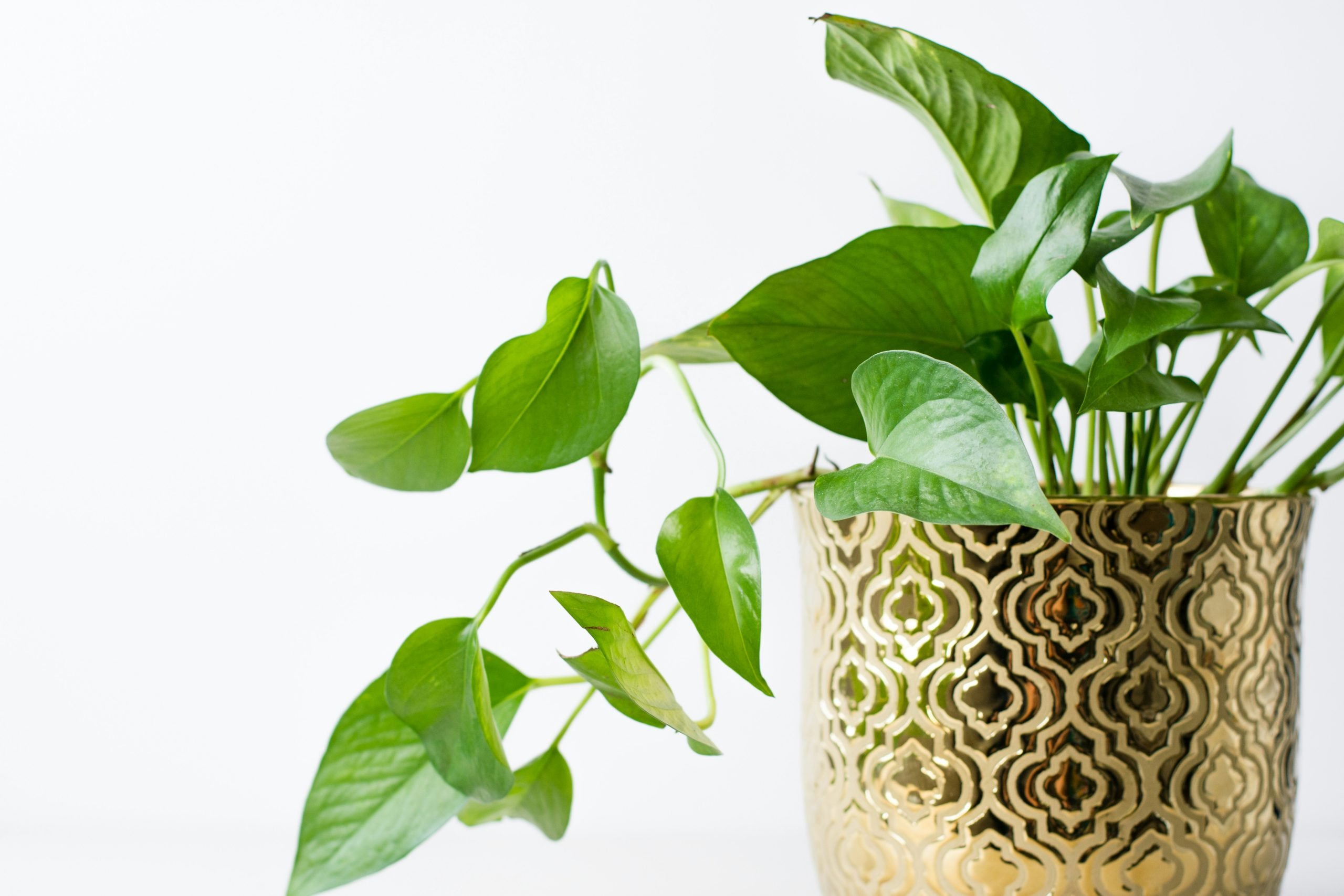 pothos houseplant