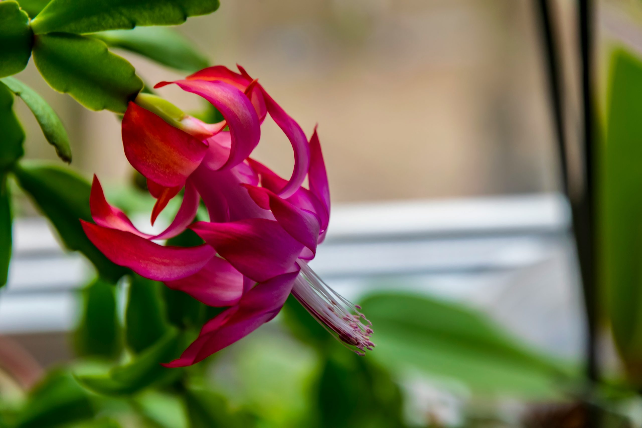 Christmas cactus houseplant