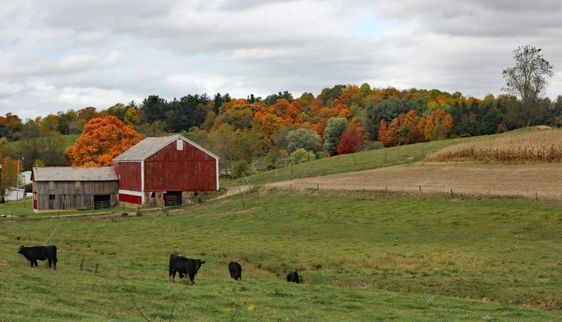 metrowest meat csas boston