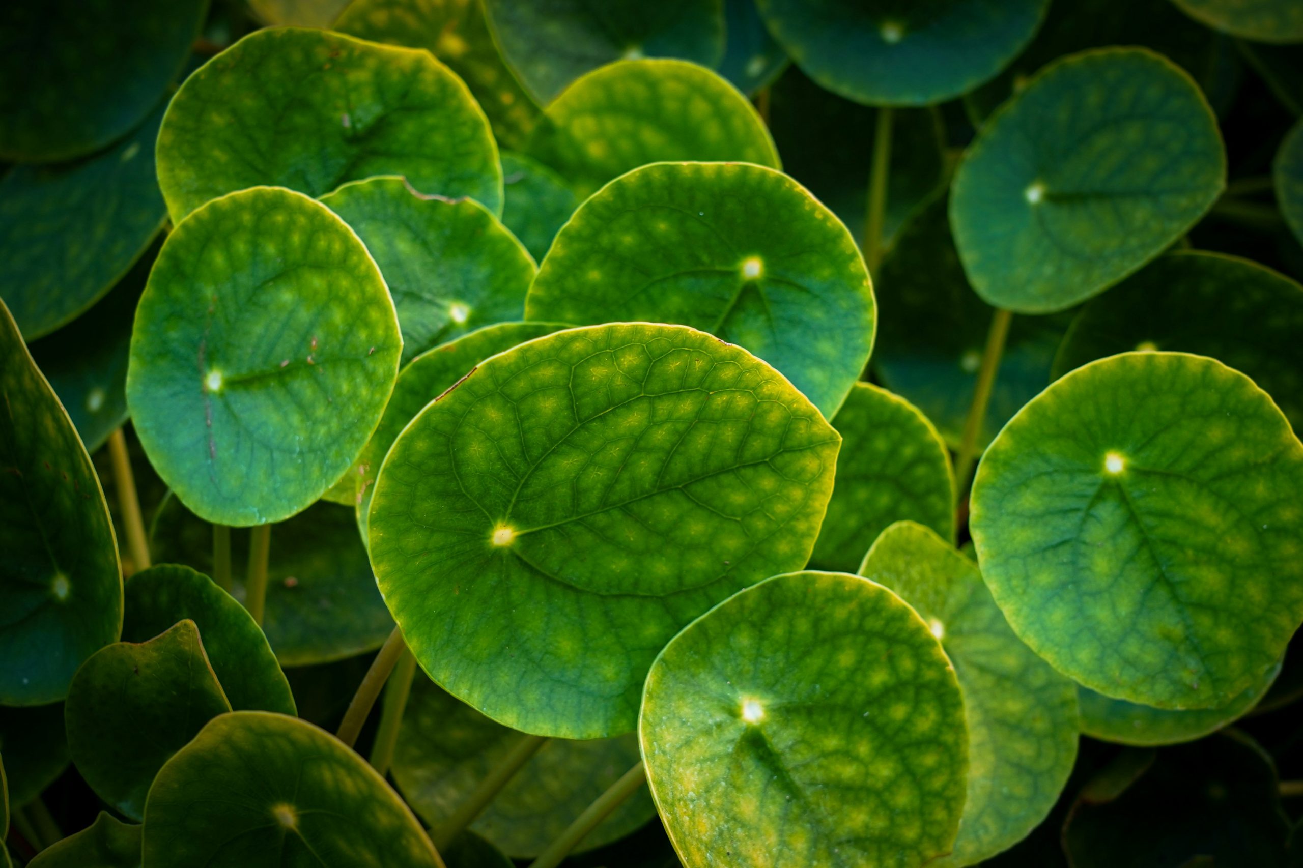 Chinese money plant