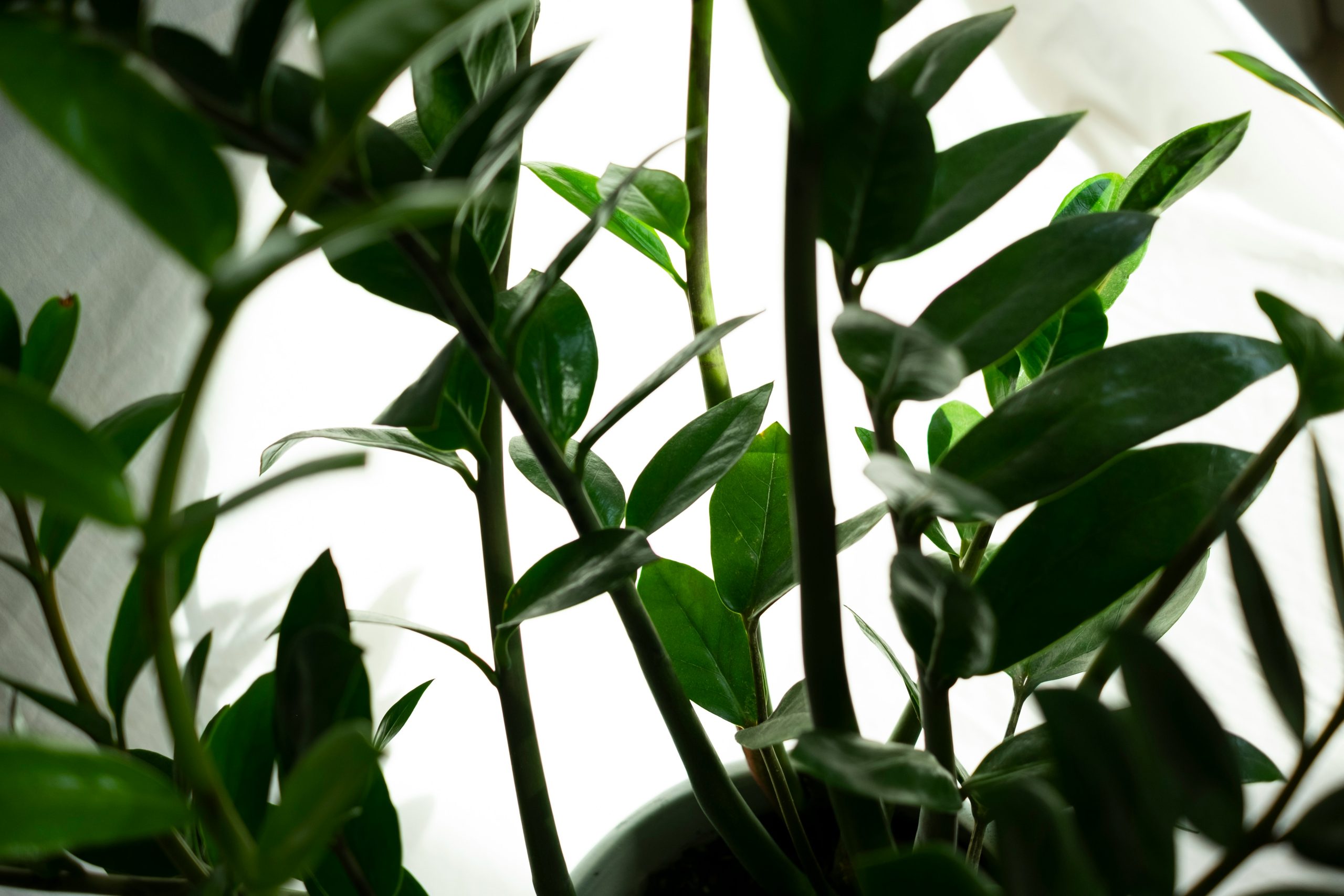 ZZ plant, zanzibar gem (easy houseplants)