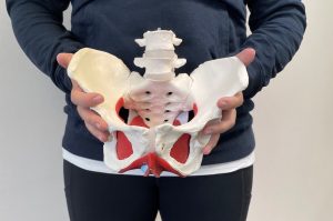 model showing pelvic health