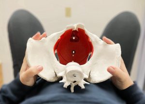 Pelvic health model
