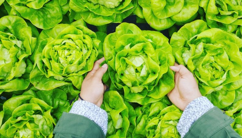 veggies - Boston Moms Blog