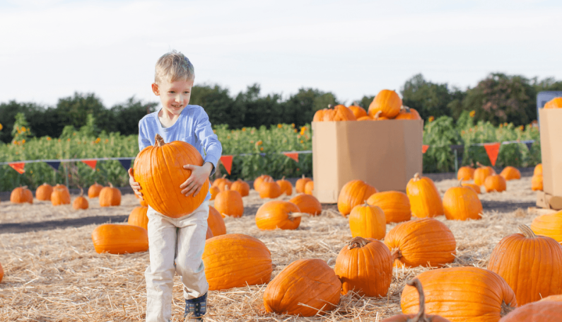 child holding pumpkin and walking through Boston pumpkin patch