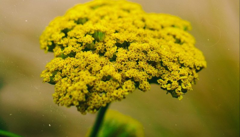 allergies - Boston Moms