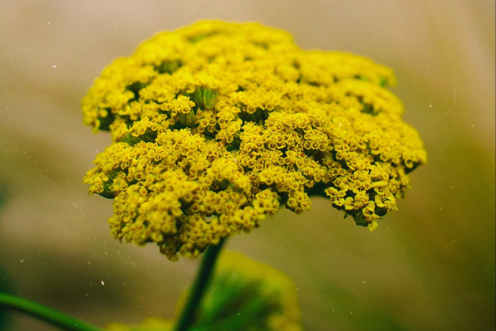allergies - Boston Moms