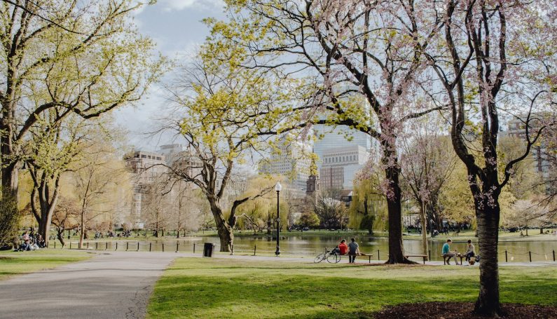 Trees Blooming in The Public Garden in Boston. Pond in the background. (things to do in Boston this spring)