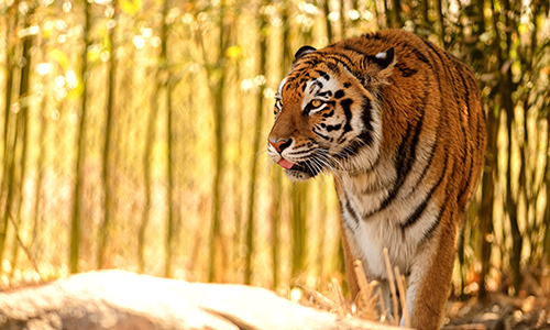 tiger_gallery2