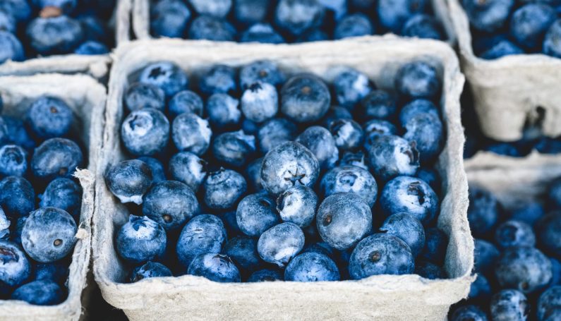blueberry picking - Boston Moms Blog